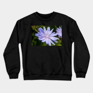 Blue chicory flower Crewneck Sweatshirt